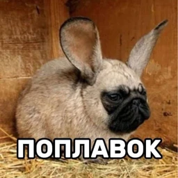 puck