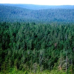 the forest