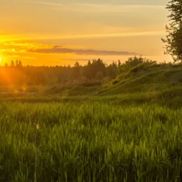 Summer evening