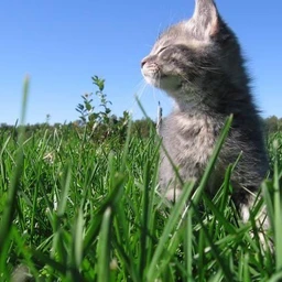 blue sky