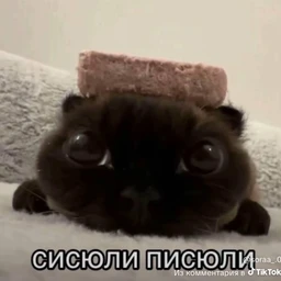 винди