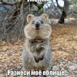 pasasi
