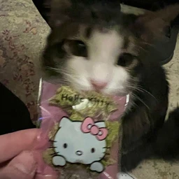 hellokitty