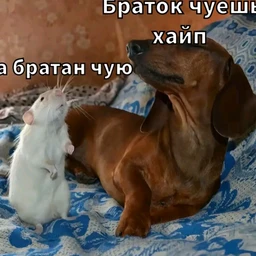 черепа