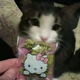 kitty
