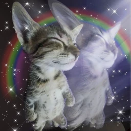 SHAWTYY
