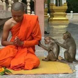 tai tai