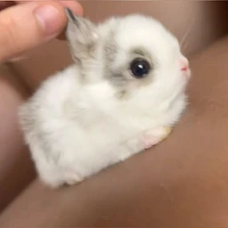 bunny beat