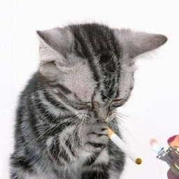 dont cry