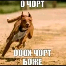 tyanka