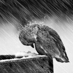 Snow + Rain ( H. STEREO MODE )