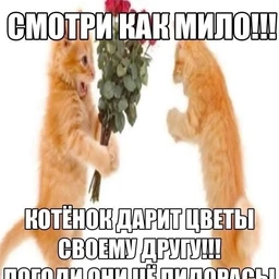 ваняет
