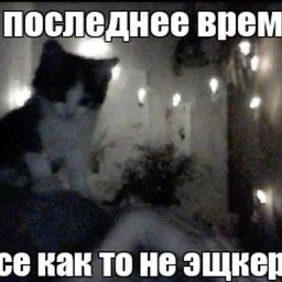yaitca18