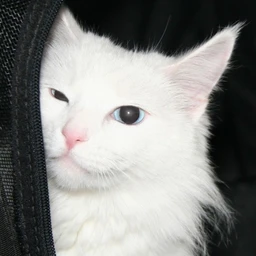 pomenyalo
