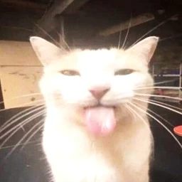 xstudXenkix