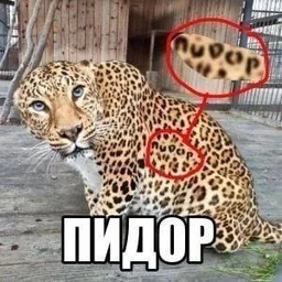 plyuha