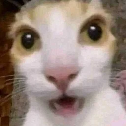 kitten