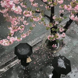 rain