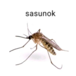 sasunoк