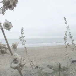 west coast #1