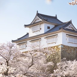 sakura
