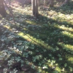 forest