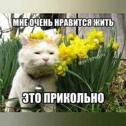 SАФЕ ЗОNE