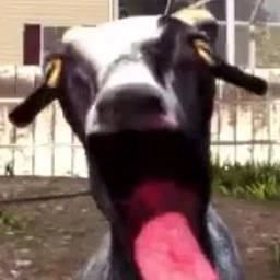 tdf + perc40 goat simulator🐐