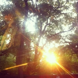 sunny