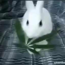 любить
