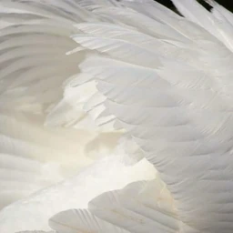angelcore