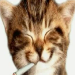 burnn1